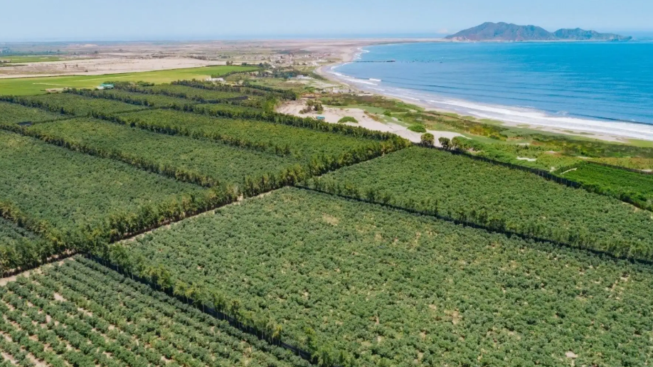 El Niño amenaza cultivos clave y pone en riesgo el crecimiento agrícola de La Libertad